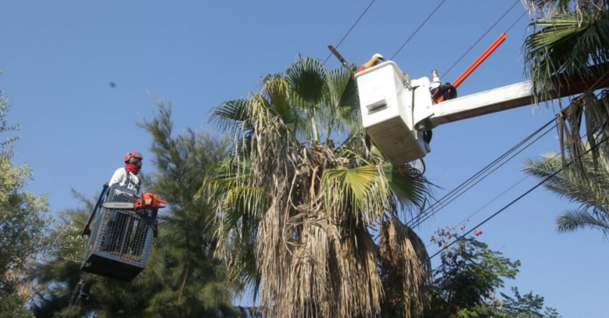 גיזום עצים ברעננה.