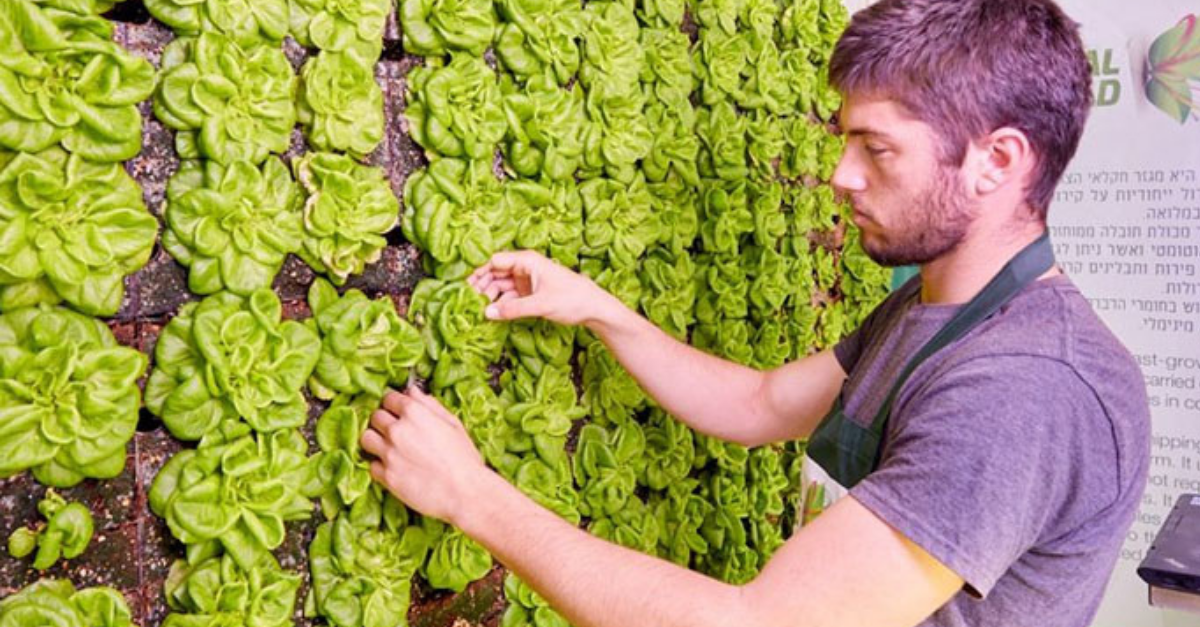 ירקות על הקיר