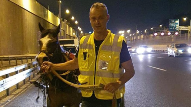 ד"ר רוני וילדר עם הסוס