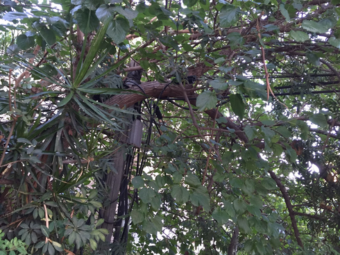 חוטי חשמל שזורים בענפים | צילום: ניר נאמן