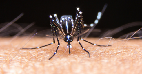 מסוק זעיר נטול מוסר. יתוש הטיגריס האסייתי | צילום: שאטרסטוק